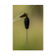 Piciorus plutitor Feeder Korum - Smokescreen Buoyant Ledger Boom
